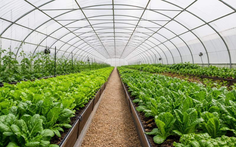 Greenhouse