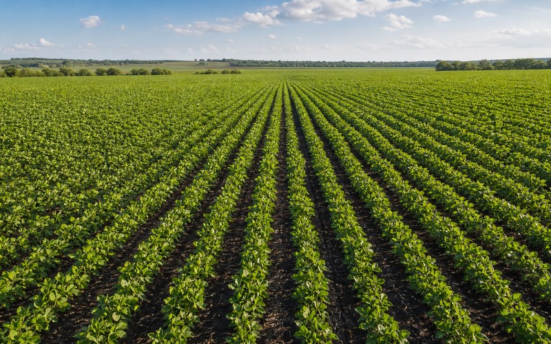 Plantation
